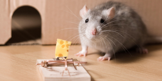 syr_04.jpg syr_04.jpg