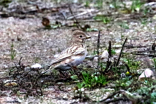 szery_zauruk_fota_jury_szaszenka.jpg szery_zauruk_fota_jury_szaszenka.jpg