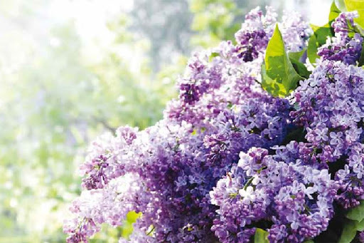 unnamed_150.jpg unnamed_150.jpg