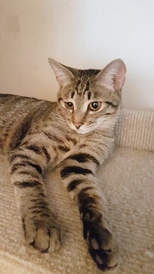 veavibsggmu_logo.jpg veavibsggmu_logo.jpg