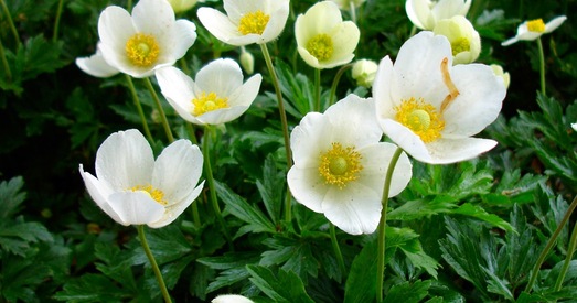 Кветкі-першацветы: чаму нельга збіраць і якая за гэта прадугледжана адказнасць?