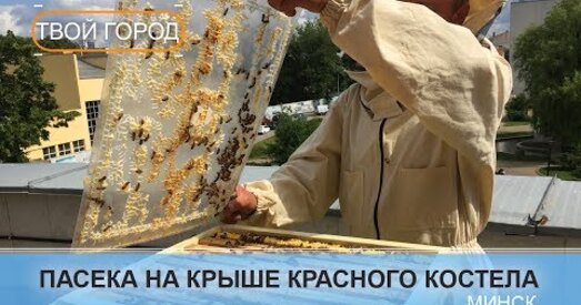 На даху Чырвонага касцёла ў Мінску пасялілі гарадскіх пчол (відэа)