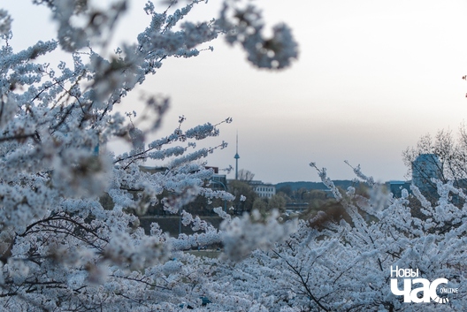 Від на Віленскі тэлевізійны цэнтр з парку сакур  Від на Віленскі тэлевізійны цэнтр з парку сакур