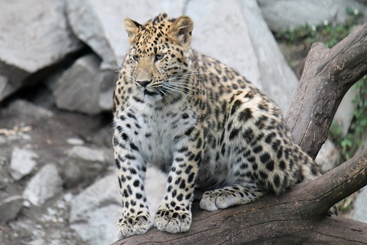 wild_2.jpg wild_2.jpg
