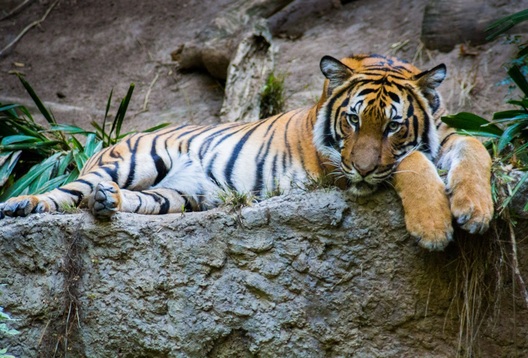 wild_5.jpg wild_5.jpg