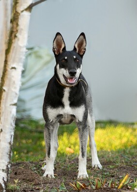 x342hv01nn4_logo.jpg x342hv01nn4_logo.jpg