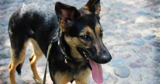 Пэпі вельмі хоча стаць хатняй!