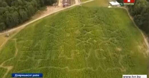 У Беларусі адкрылі першы кукурузны лабірынт (фота, відэа)