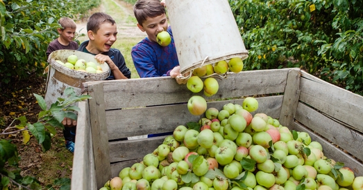Яблычная незалежнасць