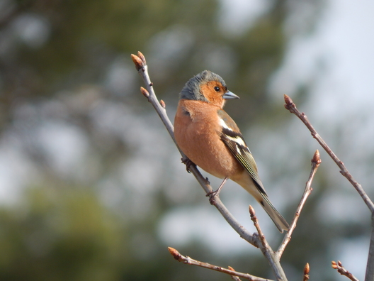 Фота Каці Зябко Фота Каці Зябко