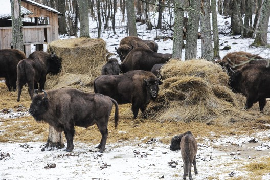 zubr10.jpg zubr10.jpg