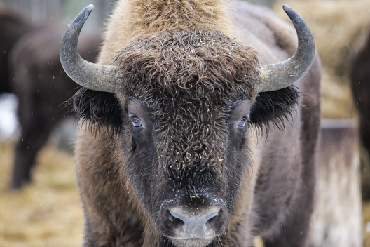 zubr13.jpg zubr13.jpg