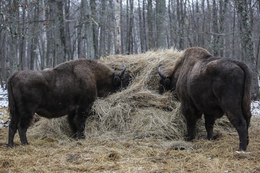 zubr14.jpg zubr14.jpg