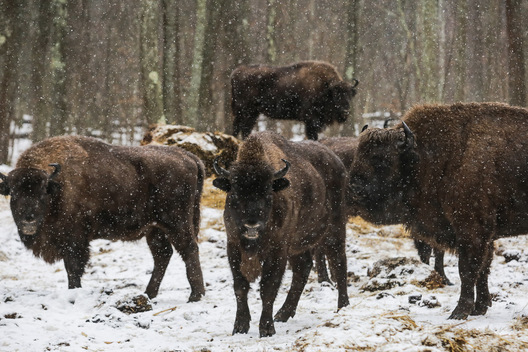 zubr15.jpg zubr15.jpg