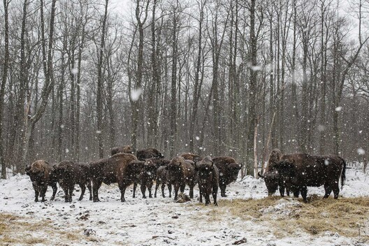 zubr2_1.jpg zubr2_1.jpg