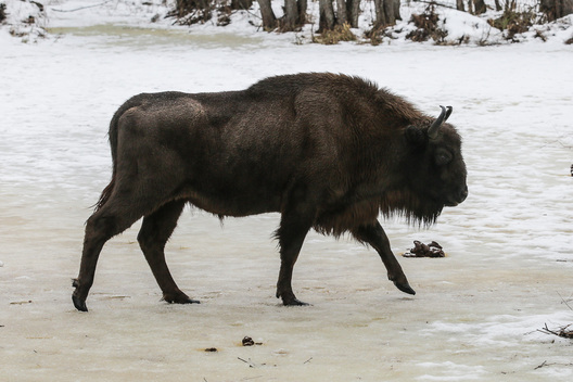 zubr5_1.jpg zubr5_1.jpg