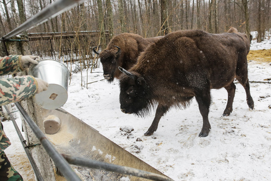 zubr7_1.jpg zubr7_1.jpg