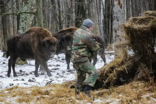 zubr8_1.jpg zubr8_1.jpg