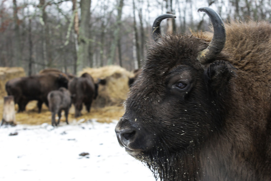 zubr9_1.jpg zubr9_1.jpg