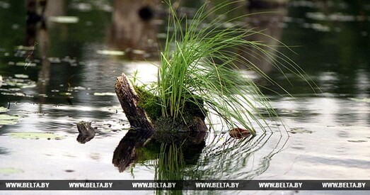 У Беларусі з'явіцца водна-балотны заказнік "Белы Мох"