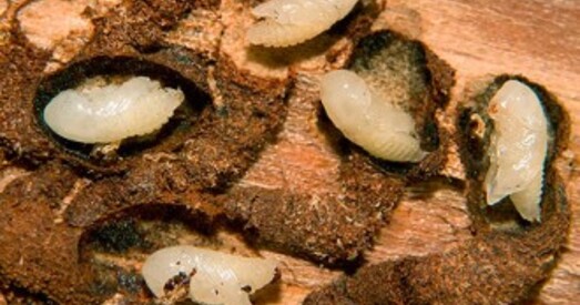 У Белавежскай пушчы караеды згрызлі навагоднюю 40-мятровую ялінку