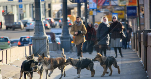 У Пінску заклікаюць да спагады да бадзяжных жывёл