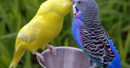 Мінпрыроды: канфіскаваныя папугаі не будуць знішчаныя