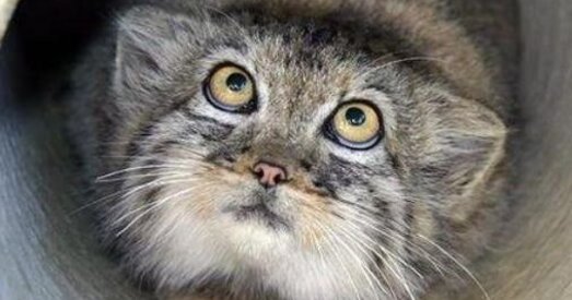 Кот насіў марыхуану ў малдаўскую турму