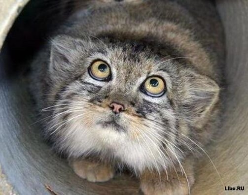 1342684809_134151710477_prikoly_17.jpg 1342684809_134151710477_prikoly_17.jpg