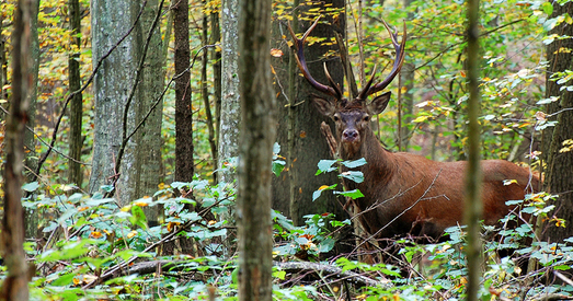 У турыстычны патэнцыял Белавежскай пушчы інвестуюць мільёны злотых