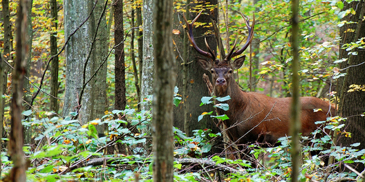 13_skarbaw.jpg 13_skarbaw.jpg