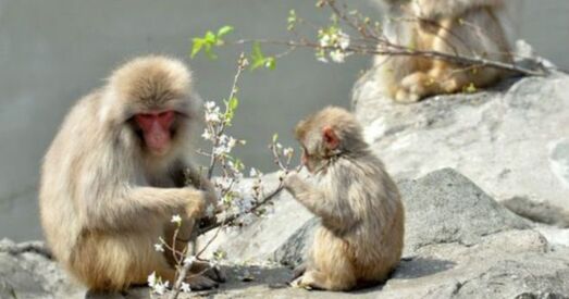 Японскі заапарк папрасіў прабачэння за макаку Шарлоту