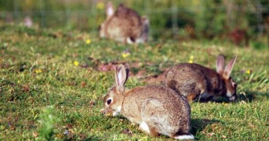 У Даніі забілі трусяня падчас прамога эфіру, каб звярнуць увагу на крывадушнасць абаронцаў жывёл