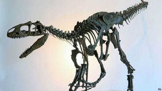 150912040227_skeleton_allosaurus_624x351_pa.jpg 150912040227_skeleton_allosaurus_624x351_pa.jpg