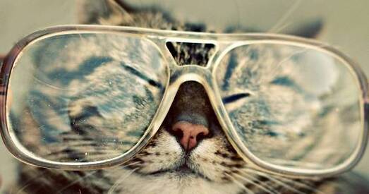 Сёння Міжнародны дзень хатніх жывёл