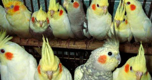 Выратуйце папугаяў–2. Гісторыя ператвараецца ў дэтэктыў