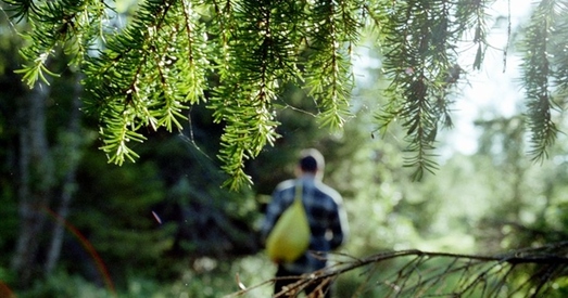 Нелегалы-афганцы заблукалі ў браслаўскіх лясах