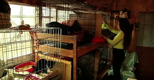 Таварыства абароны жывёлы "Эгіда" пад пагрозаю закрыцця