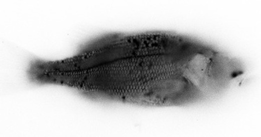 Фатаздымкі радыёзабруджаных раслін і жывёл цяпер і ў Беларусі