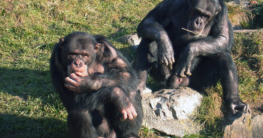 Навукоўцы: дзікія шымпанзэ глядзяць па баках пры пераходзе дарогі