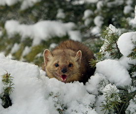 5a570102ff1655264e06f782078b5af0.jpg 5a570102ff1655264e06f782078b5af0.jpg