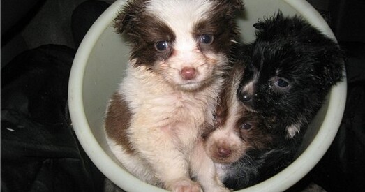 Канвеер смерці