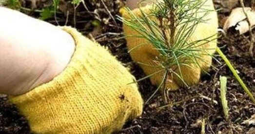 Будзе лес Купалы і Коласа