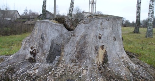 У Гродзенскай вобласці працягваецца знішчэнне дрэваў