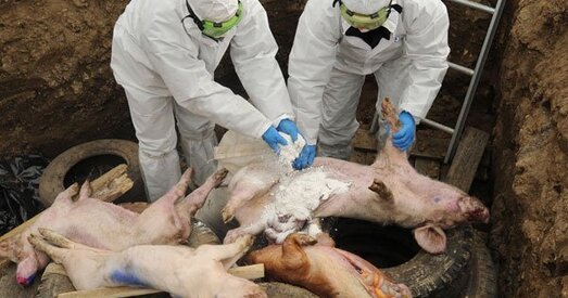 Беларусь часова спыняе экспарт свініны ў РФ