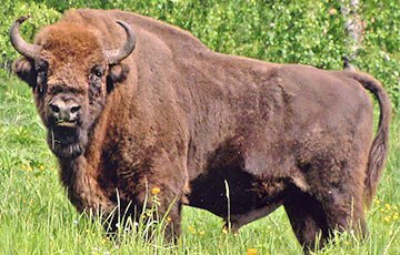 ai_172348_aux_head_20151007_zubr_360.jpg ai_172348_aux_head_20151007_zubr_360.jpg