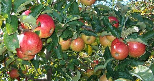 Сёння праваслаўныя вернікі святкуюць Яблычны Спас
