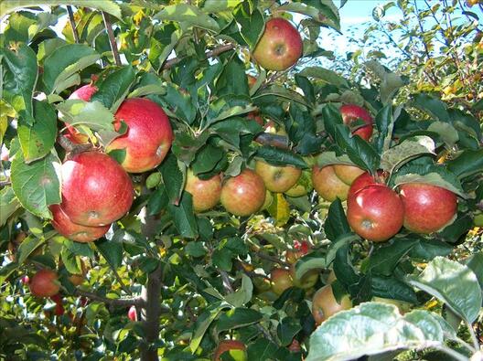 apples_on_tree.jpg apples_on_tree.jpg