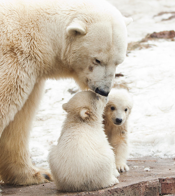 belye_medvedi.jpg belye_medvedi.jpg