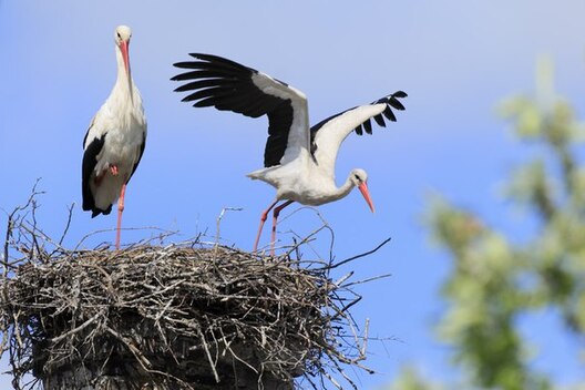 belyy_aist_zhivaya_vesna_2014.jpg belyy_aist_zhivaya_vesna_2014.jpg